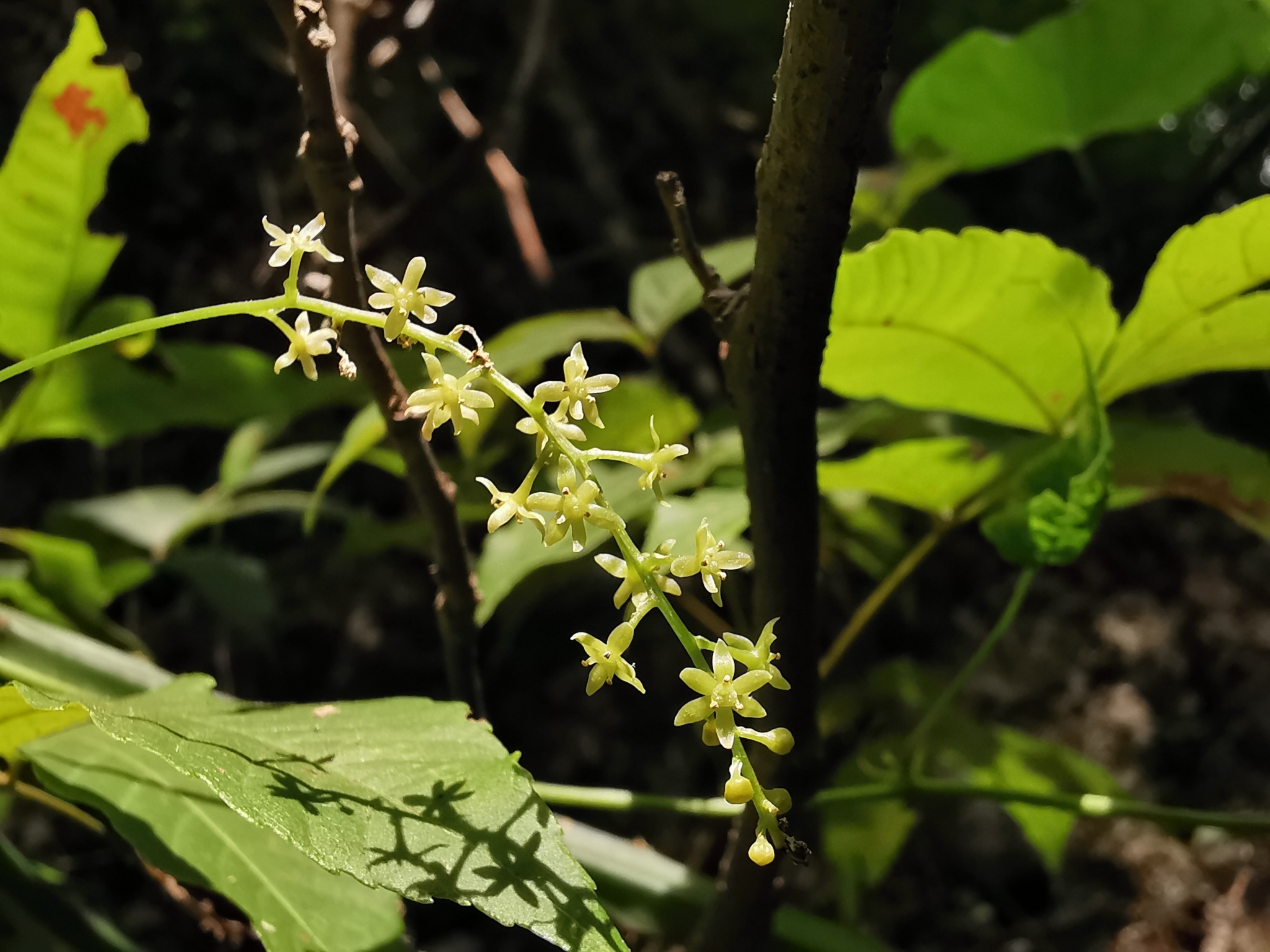 Dioscorea convolvulacea