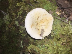 Lactifluus