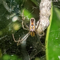 Mecynogea lemniscata