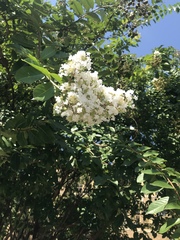 Lagerstroemia indica