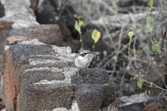 Mimus parvulus