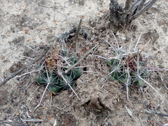 Thelocactus bicolor bicolor