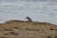 Ceryle rudis rudis