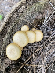 Hymenogastraceae