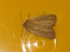 Leucania comma