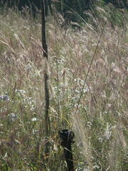 Bothriochloa ischaemum