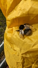 Bombus lucorum