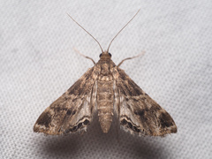 Usingeriessa