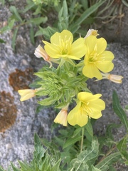 Oenothera oakesiana