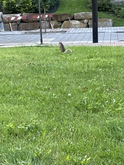 Sciurus carolinensis