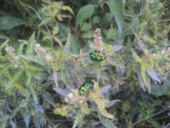 Chrysocoris