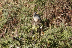 Saltator aurantiirostris