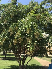 Lagerstroemia indica