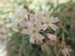 Gypsophila repens