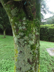 Cenostigma pluviosum