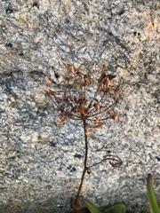 Ligusticum scothicum