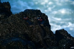 Amblyrhynchus cristatus hassi