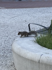 Sciurus carolinensis