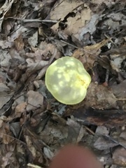 Retiboletus ornatipes