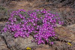 Drosanthemum