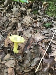 Retiboletus ornatipes