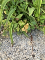 Ligusticum scothicum