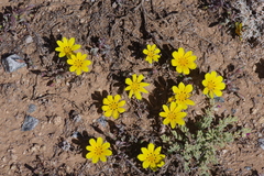 Gazania lichtensteinii