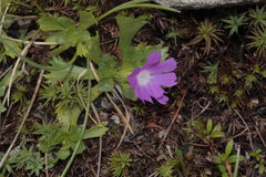 Primula minima