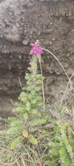 Erica ciliaris
