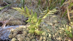 Thelypteris palustris