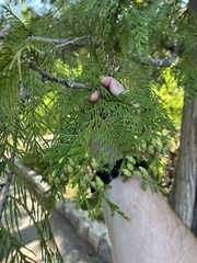 Thuja plicata
