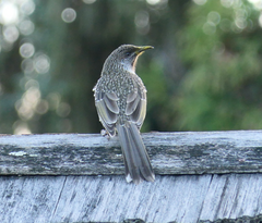 Anthochaera chrysoptera