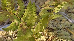 Thelypteris palustris