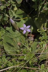 Swertiinae