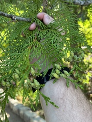 Thuja plicata