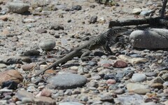 Aspidoscelis marmoratus