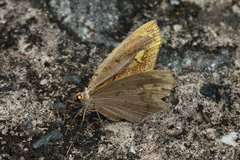 Pareumelea eugeniata