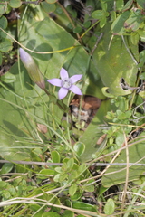Swertiinae