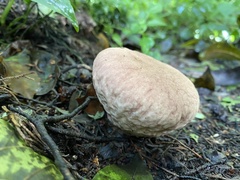 Calvatia