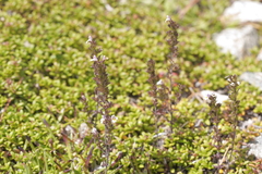 Euphrasia