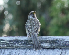 Anthochaera chrysoptera