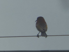 Nectariniidae