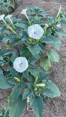 Datura discolor
