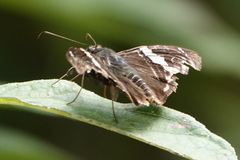 Spathilepia clonius