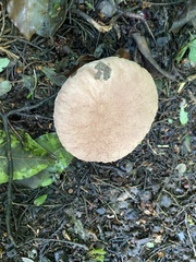 Calvatia