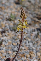 Bulbine praemorsa
