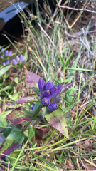 Gentiana andrewsii