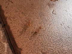 Oecophylla smaragdina