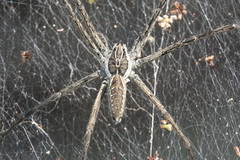 Aglaoctenus lagotis