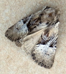 Meropleon diversicolor